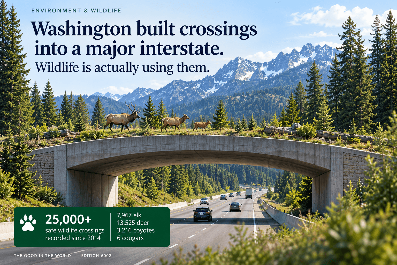 Editorial illustration of elk using a wildlife overpass above Interstate 90 in Washington's Snoqualmie Pass.